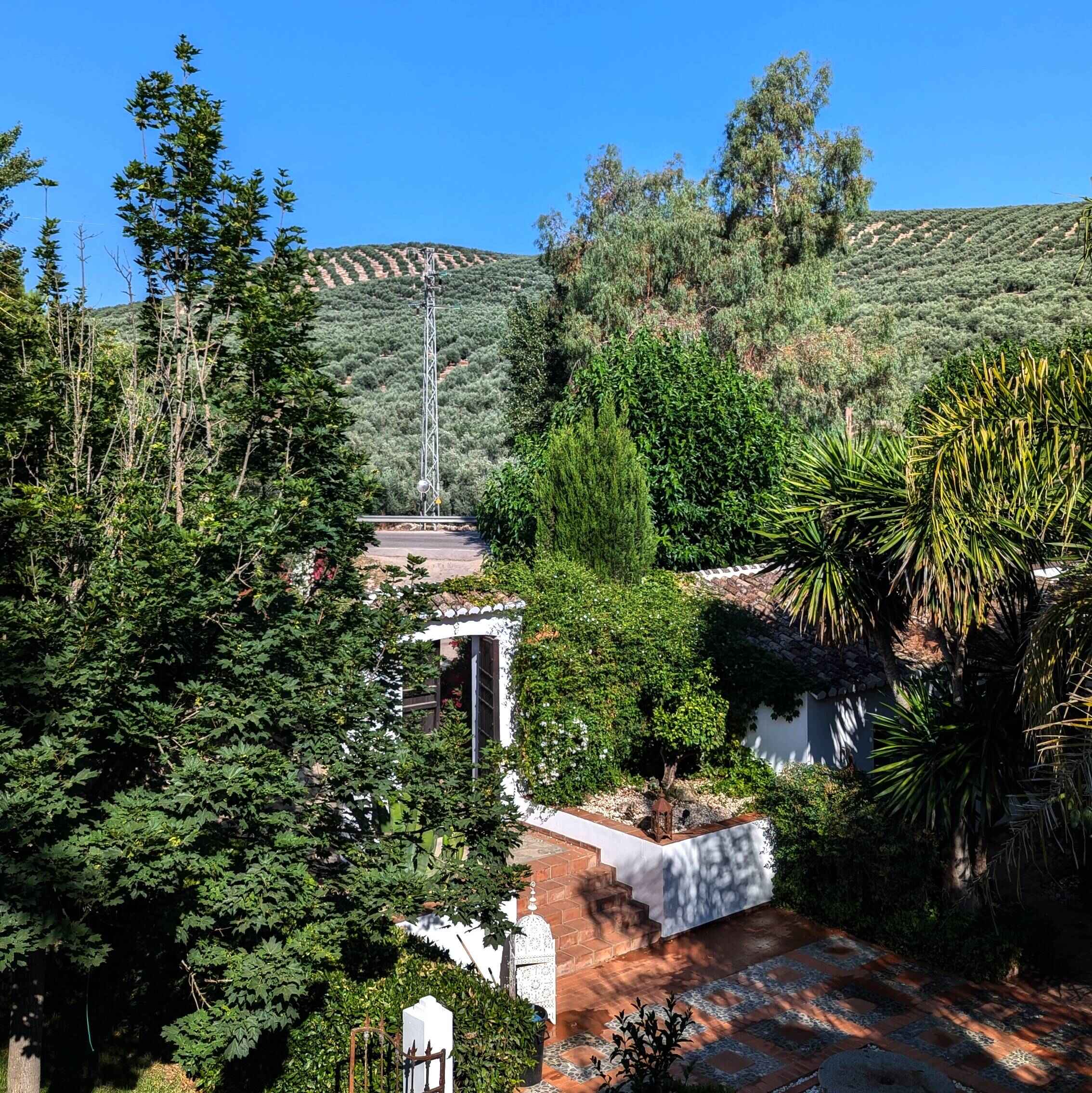 View from top of apartment showing fields of olives